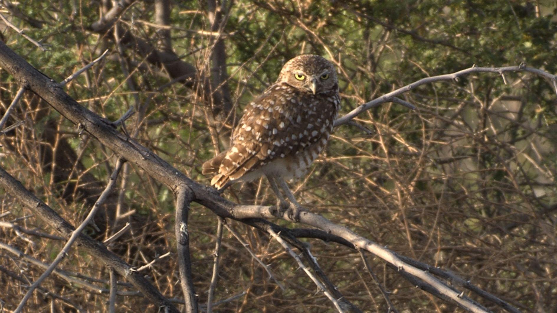 El Paso's Owls, Three Kingfishers & Richland Creek Water Texas Parks and Wildlife PBS