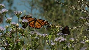 Butterfly Beauty, Enchanted Rock & the Inspiring Ecologist