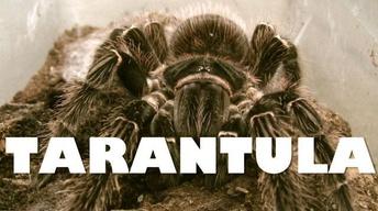 Tarantula image