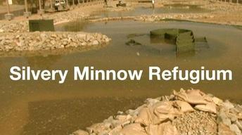 Silvery Minnow image