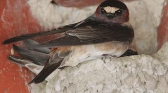 Coaxing Swallows Back to Capistrano image