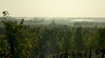 Oregon Wine: Grapes of Place