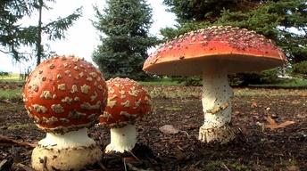 Mushrooms image