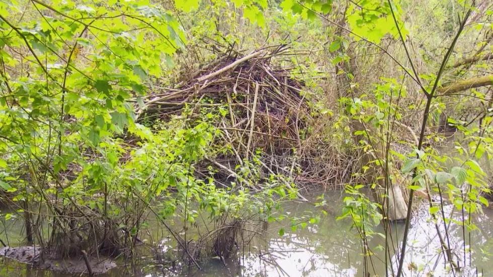 Urban Beavers image