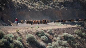 Cattle Drives image