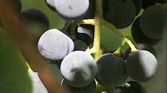 Ethnicity in the Ozarks: The Italian Community of Tontitown image