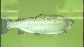 The Neosho National Fish Hatchery image