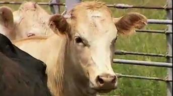 The Ozarks Beef Cattle Industry image