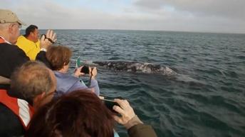 Guerrero Negro Whale Petting image