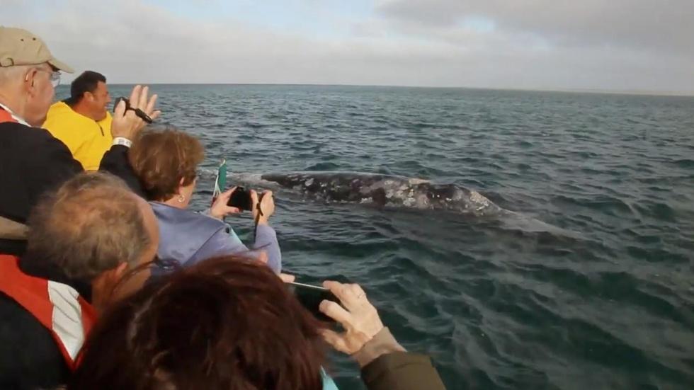 Guerrero Negro Whale Petting image