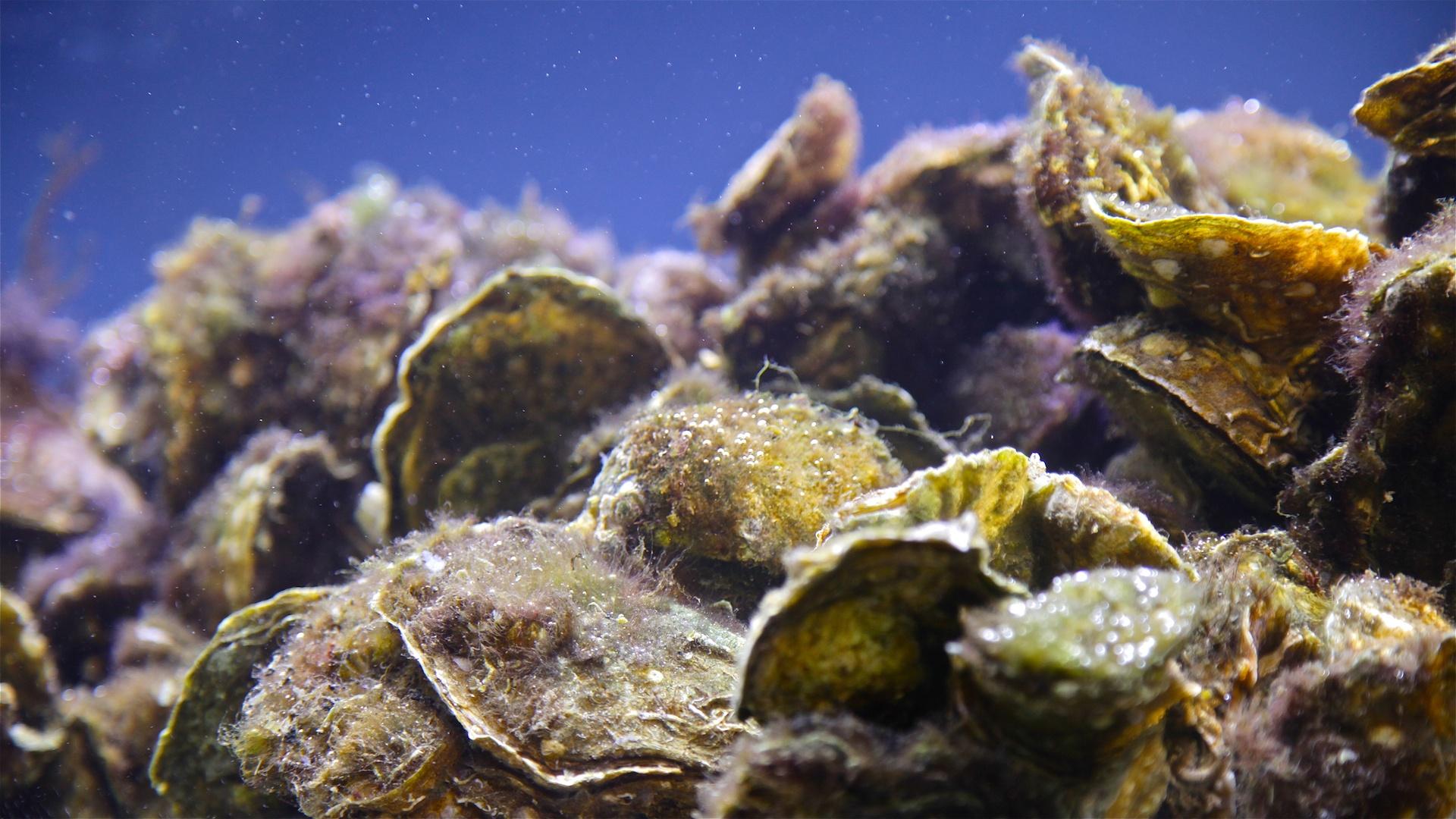 Video: Oyster Reef Restoration | Watch QUEST Online | WPT Video