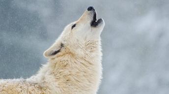 Back to the Wild: Wolves, Seeds and Snapshots