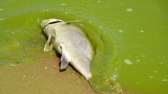 Battling the Bloom: Lake Erie image