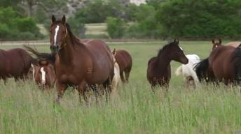 Horse Sense image