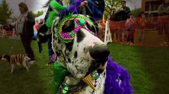Fido's Idaho image
