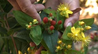 Deadheading and Container Gardening image