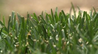 Pond Landscaping and Turf Options. image