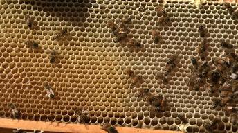 Beekeeping and Invasive Weeds image