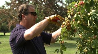 Thinning Fruit Trees and High Tunnel Tips image