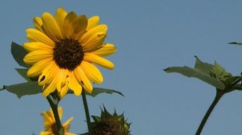Lauritzen Gardens Special image