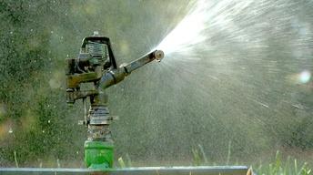 Stinging Insects and Drought-Stressed Turf. image