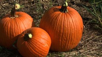 Raising Chickens and Picking Pumpkins image