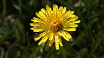 Dandelions and Drought-Damaged Trees image