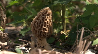 Hunting for Mushrooms, and Fighting Turf Weeds image