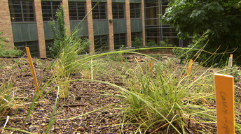 Irises, and a Green Roof image