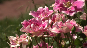 Pruning Damaged Trees, and Roses image