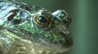 Invasive Bullfrogs, and Oak Trees image