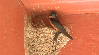 Barn Swallows and Pet-Friendly Landscapes image