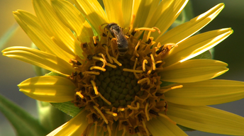 Solitary Bees, and Nebraska City Art image