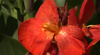 Lauritzen Gardens Special 2013 image