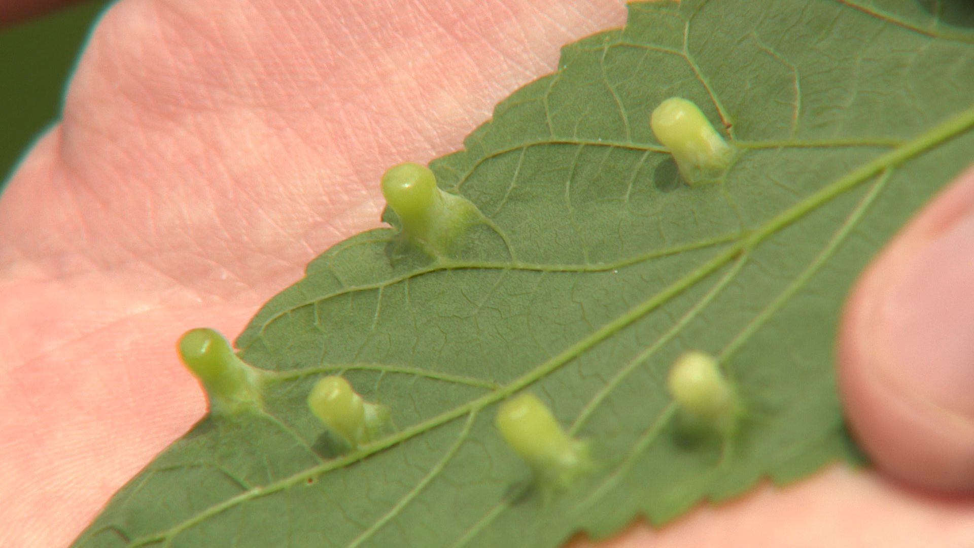 Video Leaf Bumps & Penstemons Watch Backyard Farmer Online NET