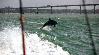 Florida's West Coast
