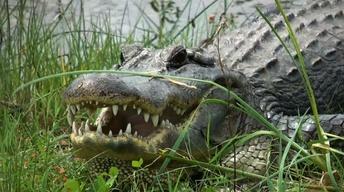 Visiting Aransas National Wildlife Refuge