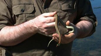 Critters of the Dakota's
