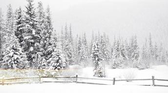 Christmas Favorites