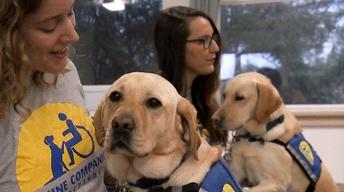 Healing Beyond Medicine Extra: Service Dog Training