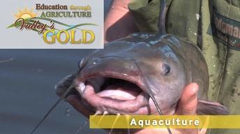 Education through Agriculture: Aquaculture