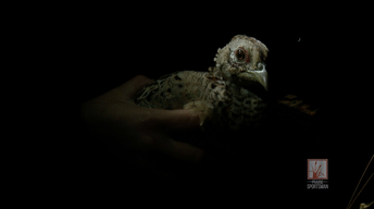 Pheasant Trapping and Research