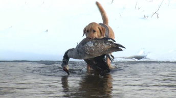 Triumphs in Hunting and Habitat