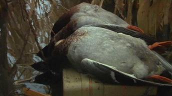 Minnesota Waterfowl Hunt - 6006