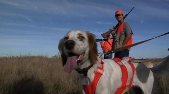 Pheasant hunt in South Dakota