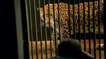Creature Clip: Persian Leopard