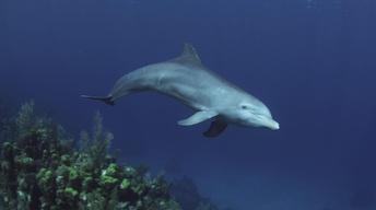 S35 Ep16: Dolphins: Spy in the Pod | Part 1