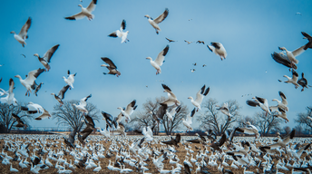 Shoot a Goose to Save a Goose