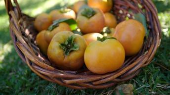 S5 Ep7: Picking Persimmons