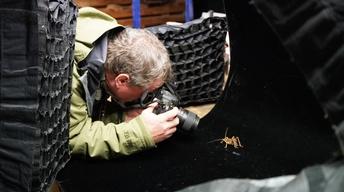 Creature Clip: Weta